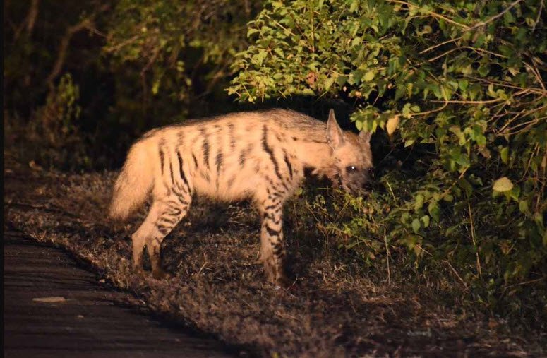 Yawal Wildlife Sanctuary